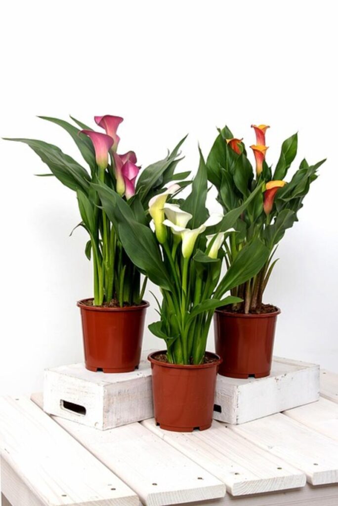 Face Planter