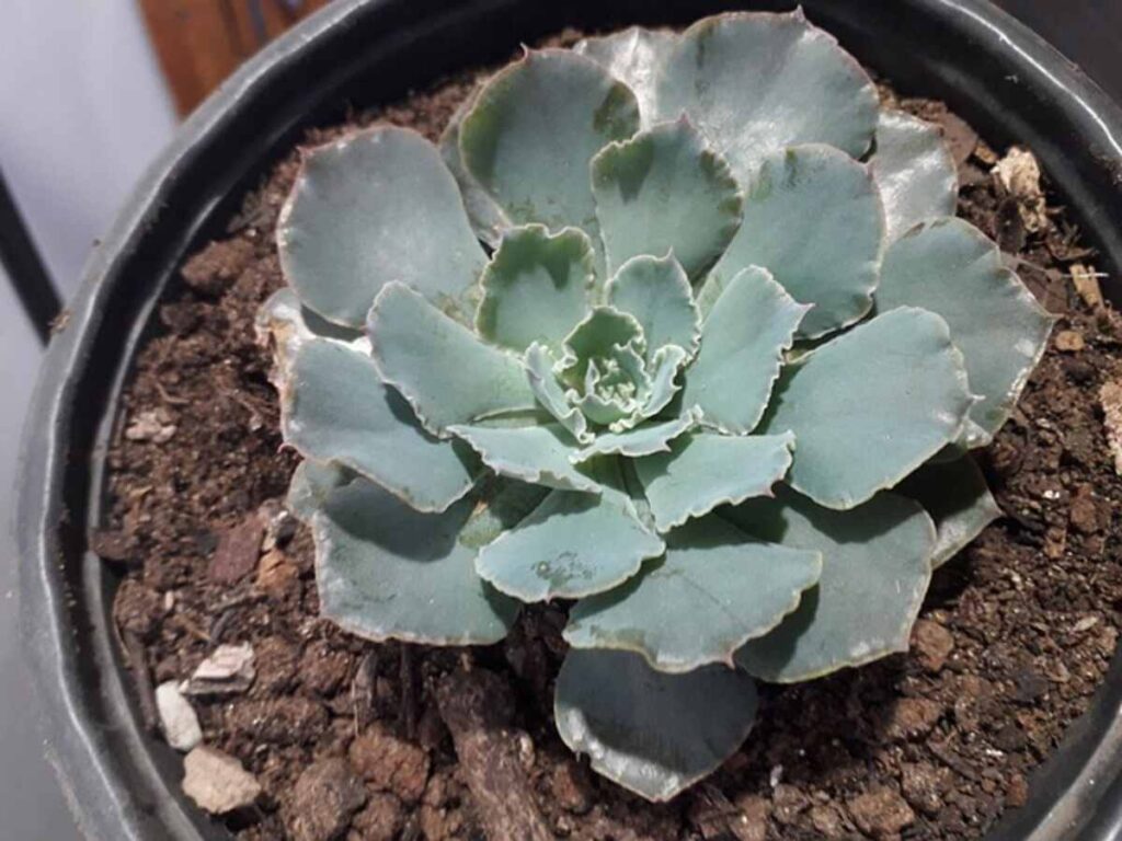 Jesse Plant