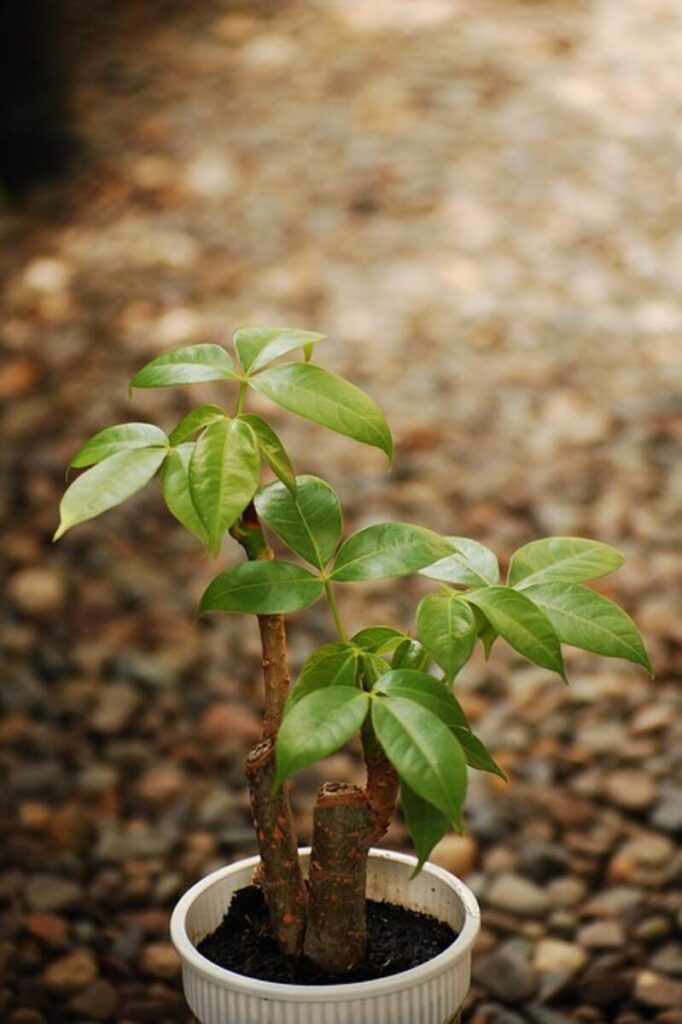 Plant Propagation
