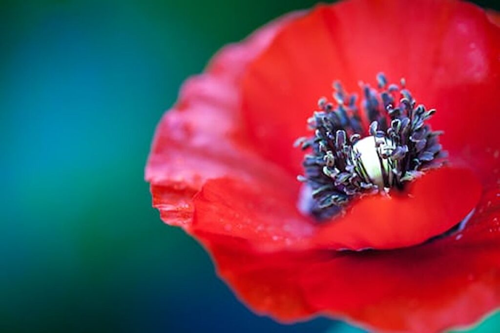 poppy pods for sale
