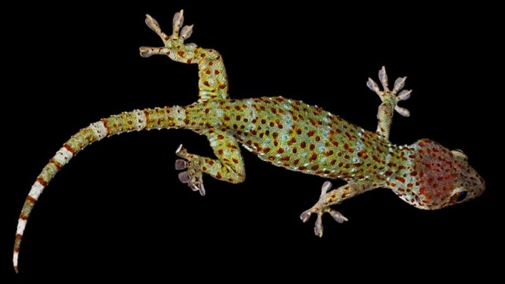Geckos for sale