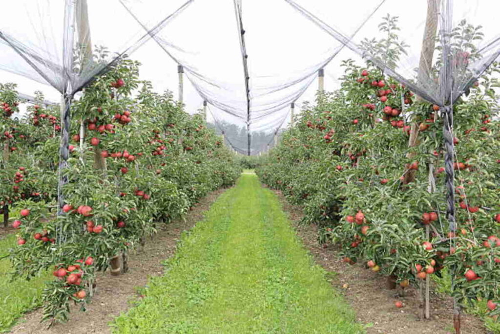 Protecting Your Fruit Tree With a Fruit Cover