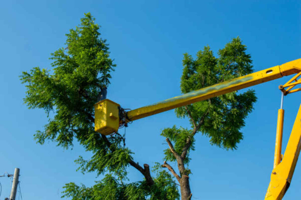 milpitas tree service