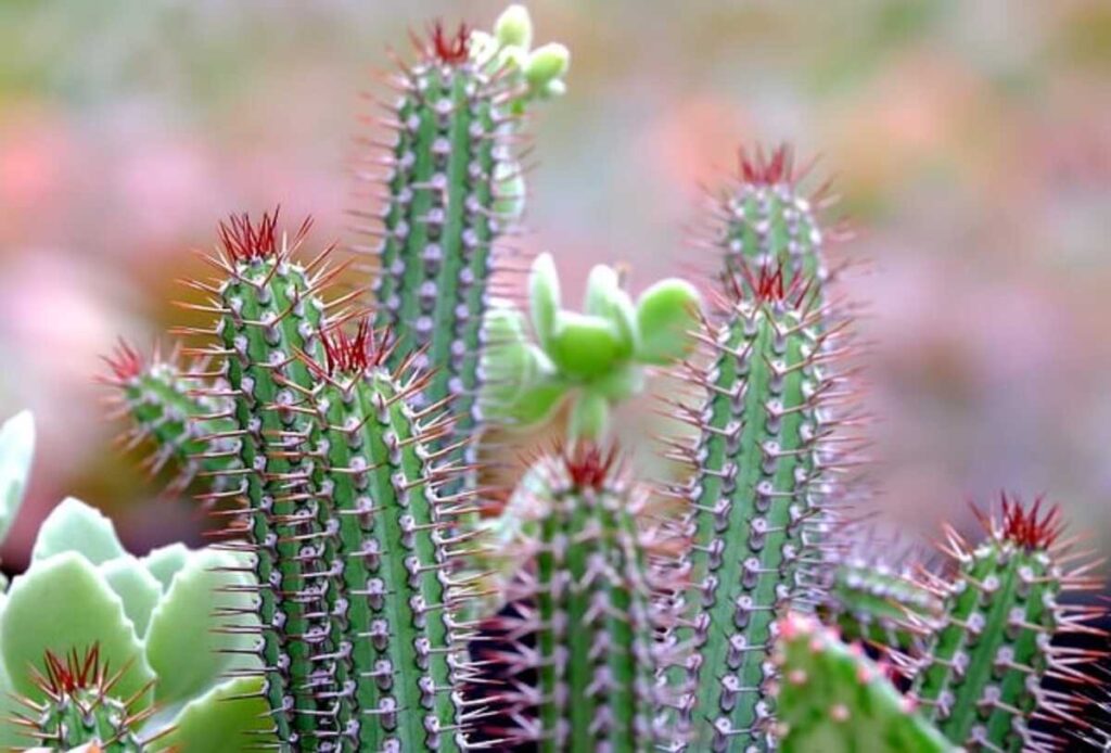 Uses and Benefits of Saguaro Skeletons